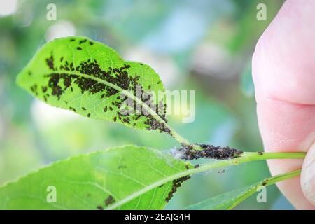 An aphid infestation on the back of a cherry leaf Stock Photo