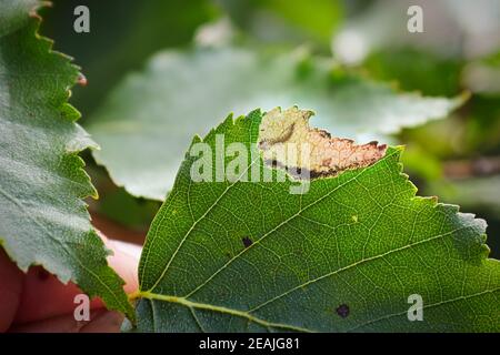 The edge of a birch leaf with a leafminer pocket