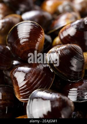 A freshwater clam placed across the screen Stock Photo
