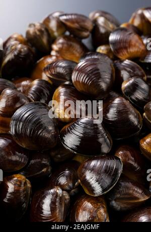 A freshwater clam on a black background Stock Photo