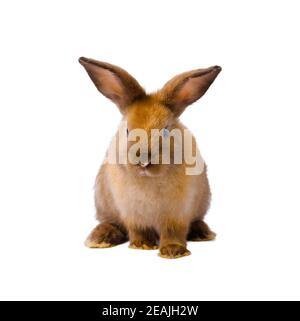 Brown cute rabbit on white background. Stock Photo