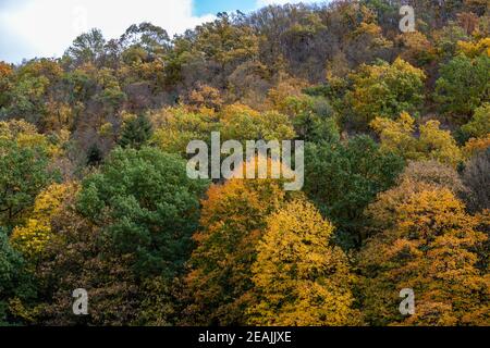 Forest with trees in different colored trees Stock Photo