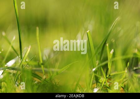 Blurred photo of green grasses and blades of grass in a meadow Stock Photo