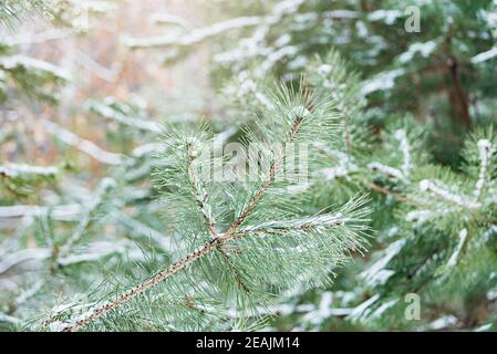 Water drops and snow on the pine tree branches, Stock Photo