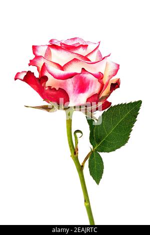 Rose Flower Pink Stock Photo