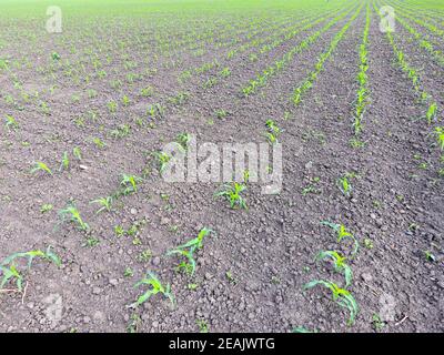 Field of young corn. Shoots of corn on the field. Fodder corn for silage. Stock Photo