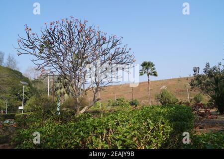 A tree in the Vazhani dam garden Stock Photo