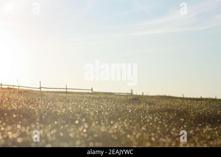 Dewdrops on the grass and sunrise and fence in the distance Stock Photo