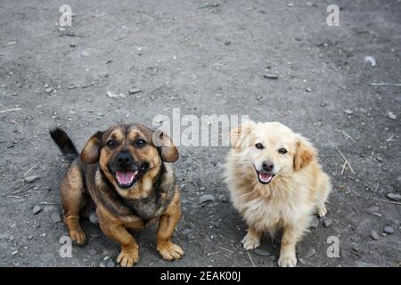 Black and white dogs smiling at the camera and staying on theground - happy dogs sitting down Stock Photo