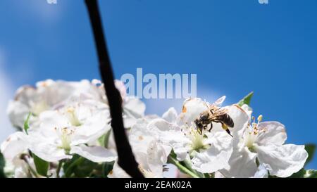 Bee collecting pollen from flower. Honey bee collecting pollen Stock Photo