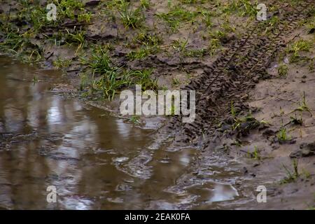 Bicycle tire tracks in the mud Stock Photo