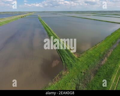 Flooded rice paddies. Agronomic methods of growing rice Stock Photo