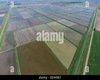 Flooded rice paddies. Agronomic methods of growing rice Stock Photo