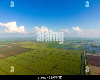 The rice fields are flooded with water. Flooded rice paddies. Agronomic methods of growing rice in the fields. Stock Photo