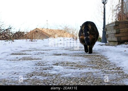 A cat walks carefully along a snowy footpath Stock Photo