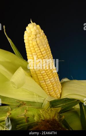 Corn On The Cobb Stock Photo