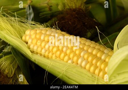 Corn On The Cobb Stock Photo