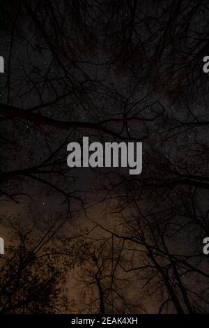 Looking Up Through Trees at a Starry Night Sky Stock Photo