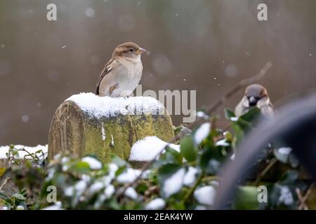 A fermale house sparrow (Passer domesticus) sits on a garden fence in the snow, Sussex, UK