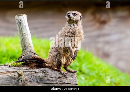 A meerkat (Suricata suricatta) standing on its hind legs on a log in Thorp Perrow Arboretum, North Yorkshire. September. Captive subject. Stock Photo