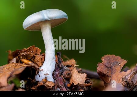 An aniseed funnel (Clitocybe odora) growing amongs fallen leaves  in Eckington Park, Sheffield, South Yorkshire. September. Stock Photo