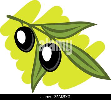 Leafy twig with two fresh black olives on a green background representing olive oil isolated on white Stock Vector