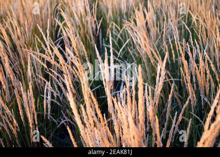 Yellow wheat ears moving in the sunset Stock Photo