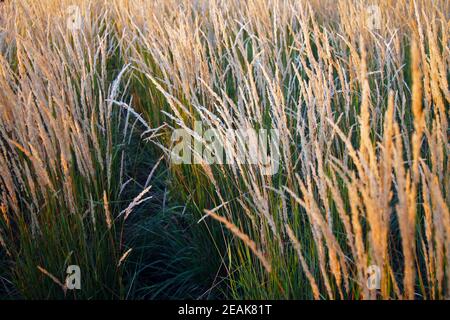 The path in the yellow wheat ears Stock Photo