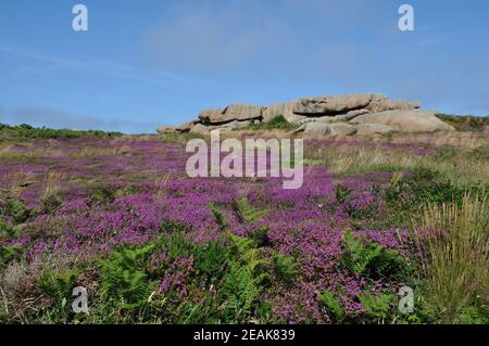 Heather and rock on the pink granite coast in Brittany Stock Photo