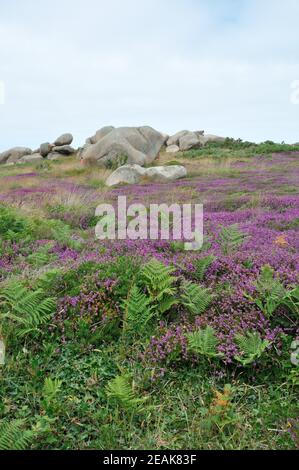 Heather and rock on the pink granite coast in Brittany Stock Photo