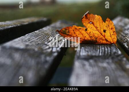 A red-golden autumn leaf on a wooden bench. An autumn leaf in the dark cold autumn Stock Photo