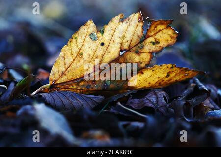 A yellow-golden autumn leaf on the cold ground Stock Photo
