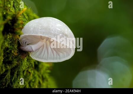 A single fruiting body of percelain fungus (Oudimansiella mucida) growing on a moss covered beech tree in the New Forest, Hampshire. October. Stock Photo