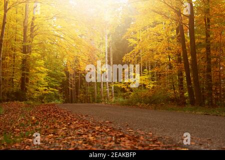 idyllic road that leads through a forest in autumn sunshine. autumnal leaves falling from the trees Stock Photo