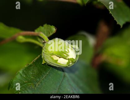 A close-up of a hazelnut. A hazelnut still green on the hazel bush. Stock Photo