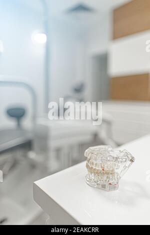 Plastic human teeth models Stock Photo