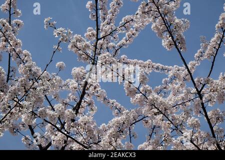 Close up of fruit flowers in the earliest springtime Stock Photo