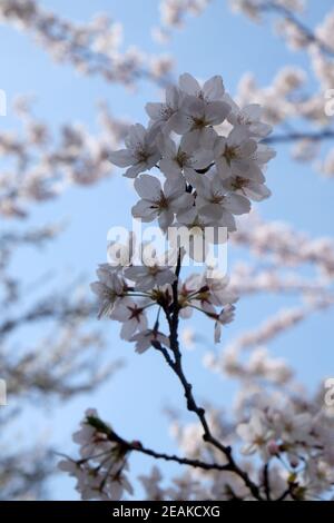 Close up of fruit flowers in the earliest springtime Stock Photo