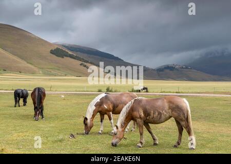horses in mountain landscape near Castelluccio village in National Park Monte Sibillini, Umbria region, Italy Stock Photo
