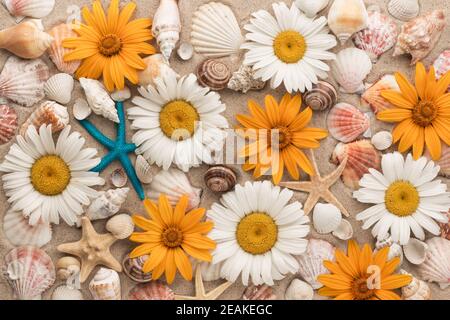 Beautiful background of chamomiles, sea shells, sea stars on the sand. Stock Photo