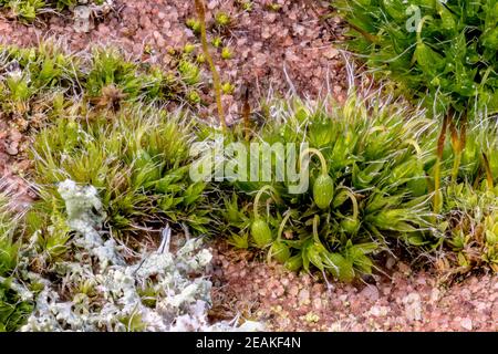 Macro shot of moss with bright lichen on a sandstone Stock Photo