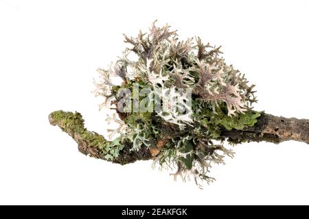 Macro shot of a lichen on a dead branch Stock Photo