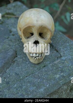 Monkey skull Stock Photo