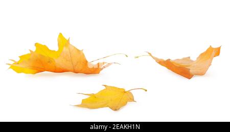 Three maple leaves Stock Photo