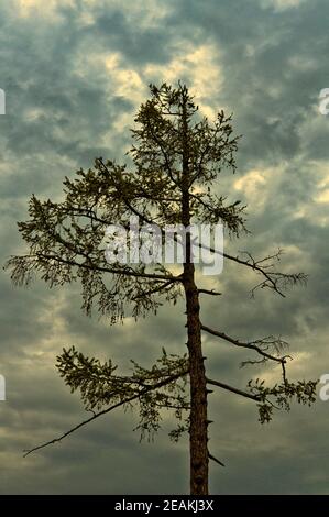 Coniferous pine tree against cloud sky. Stock Photo