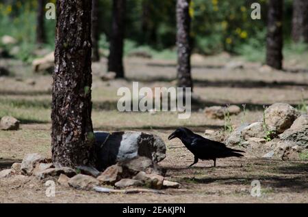 Canary Islands raven Corvus corax canariensis in a forest. Stock Photo