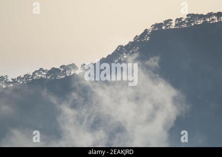 Forest of Canary Island pine on a hillside. Stock Photo