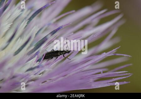 Beetle on a flower of purple milk thistle Galactites tomentosa. Stock Photo