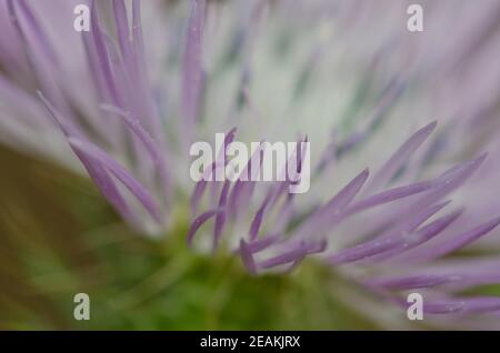 Flower of a purple milk thistle Galactites tomentosa. Stock Photo