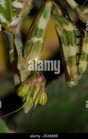 Portrait of a devil's flower mantis Blepharopsis mendica. Stock Photo